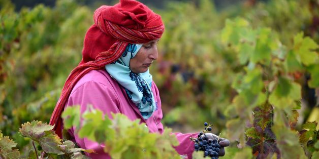 A Tunisian woman harvests grapes at the Neferis vineyard in the wine-producing region of Grombalia, some 40 kilometres (25 miles) southeast of the capital Tunis, on September 16, 2016.
The ancient culture of winemaking is undergoing something of a revival in this overwhelmingly Muslim-majority country which has a reputation of being one of the most liberal in the Arab world.
/ AFP / FETHI BELAID / TO GO WITH AFP STORY BY GUILLAUME KLEIN (Photo credit should read FETHI BELAID/AFP/Getty Images)