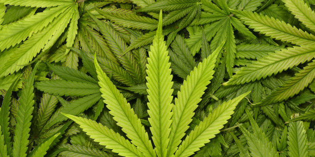 Homegrown indoor pot plants and leaves