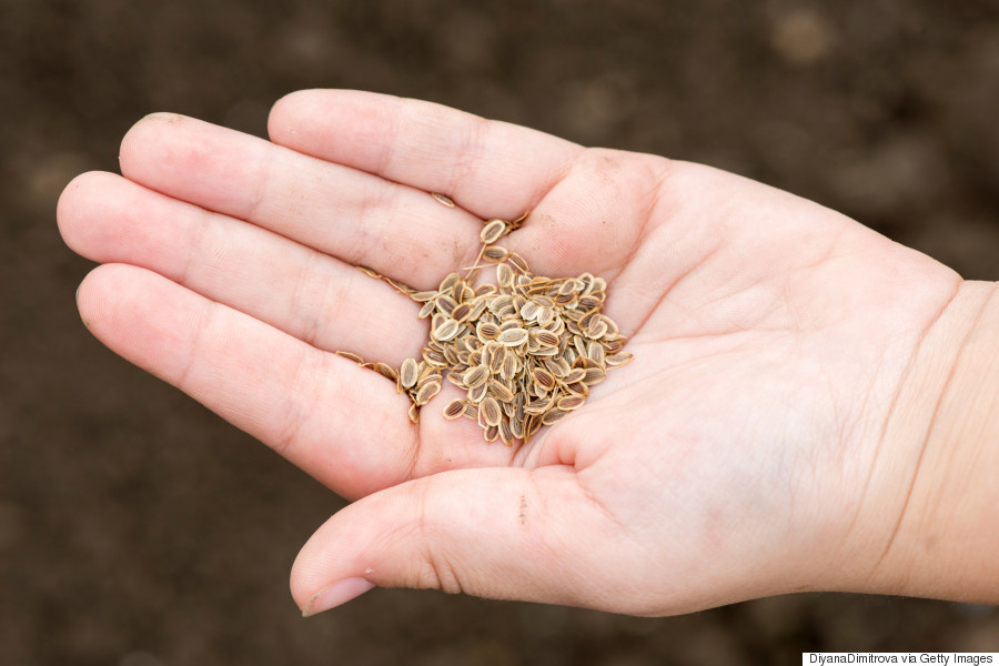 vegetable-garden-101-how-to-have-a-plentiful-harvest-huffpost-canada