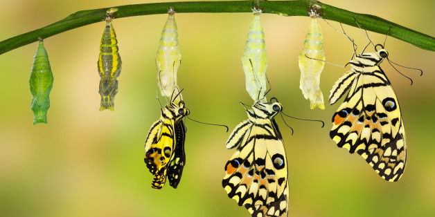 Transformation of Lime Butterfly ( papilio demoleus )