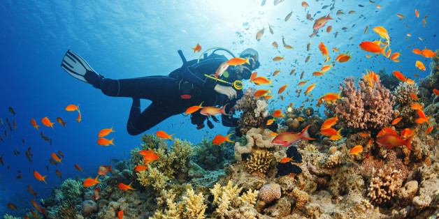Scuba diving. Beautiful sea life. Underwater scene with young women, scuba diver, explore and enjoy at coral reef. School of red sea fish (scalefin anthias).