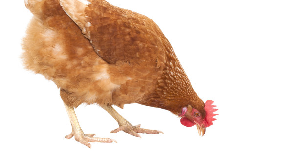 close up full body of chicken hen eating food isolate white background for livestock and farm animals theme