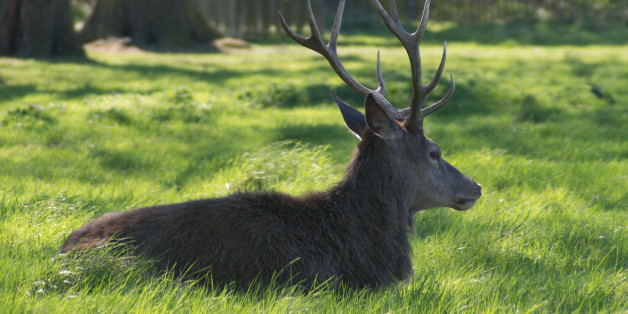Deer, plants and tourists are seen in a sunny afternoon at Bushy Park, London on April 9, 2017. The Red Deer are the largest mammal native to the British Isles and in the summer their coats are glossy red. Fallow deer, introduced by the Romans, are smaller and their summer coats, usually spotted, vary from a cream to darkish brown colour. (Photo by Alberto Pezzali/NurPhoto via Getty Images)