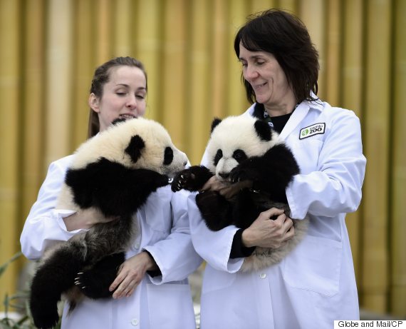 Toronto Zoo Strike: Staff Walk Out After Contract Talks Fail Over Job ...