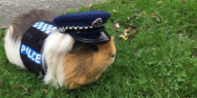 Elliot ist der neue Kollege der Polizei von Neuseeland.