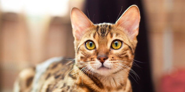 L'alerte sur les chats porteurs de la rage en provenance du Maroc a été levée.
