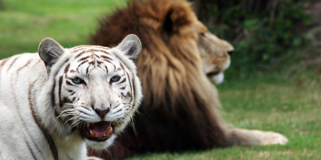 TAMPA, FLORIDA - UNDATED. EXCLUSIVE: Lion Cameron and white tiger Zabu pictured at the Big Cat Rescue in Tampa, Florida. A meeting between two such ferocious predators would have been impossible in the wild as these two lethal animals hail from different continents. However, such geographical trivia unimportant to best friends Cameron and Zabu, who see play-fighting is a much more appealing proposition. The feline duo - aptly nicknamed The Odd Couple by their caretakers at Big Cat Rescue in Flor