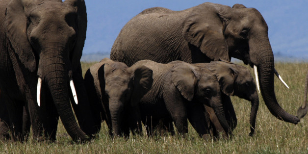 A herd of elephants walk on the plains of Masai Mara game reserve November 14, 2008.REUTERS/Laszlo Balogh(KENYA)