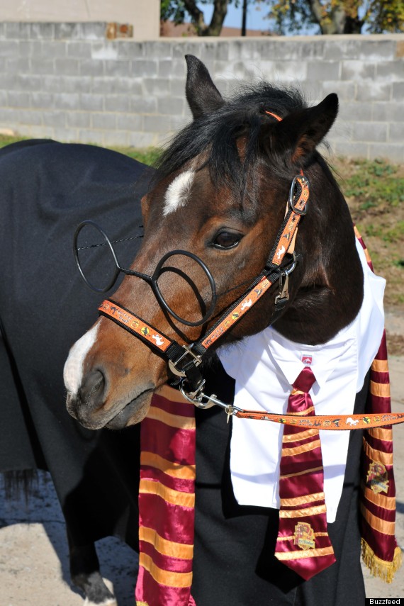 Horses Dressed As Harry Potter (PICTURES)