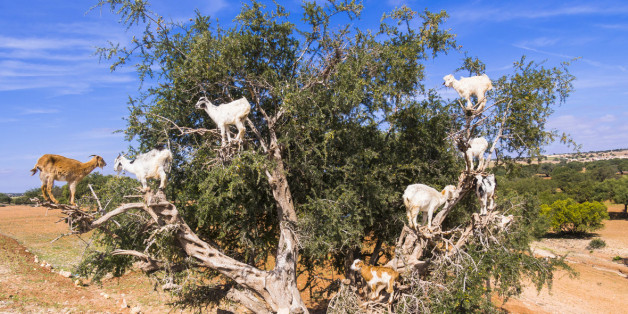 n-GOATS-MOROCCO-628x314.jpg