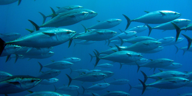 School of tuna swimming in a tuna trap