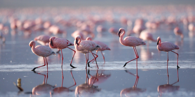 Flamingoes on Lake Nakuru