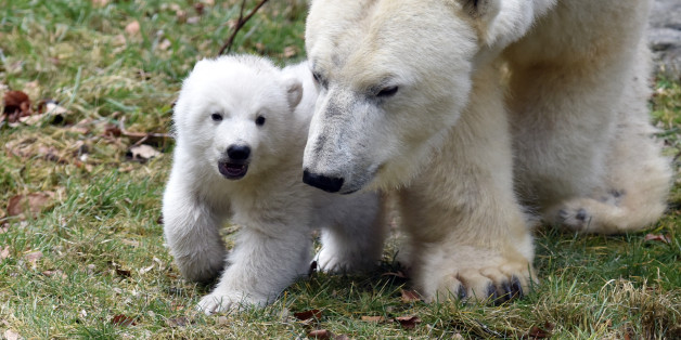 MUNICH, GERMANY - FEBRUARY 24: Baby polar bear Q seen with mother bear Giovanna seen at Hellabrunn Zoo, on February 24, 2017 in Munich, Germany.
PHOTOGRAPH BY Animal Press / Barcroft Images
London-T:+44 207 033 1031 E:hello@barcroftmedia.com -
New York-T:+1 212 796 2458 E:hello@barcroftusa.com -
New Delhi-T:+91 11 4053 2429 E:hello@barcroftindia.com www.barcroftimages.com (Photo credit should read Animal Press / Barcroft Images / Barcroft Media via Getty Images)