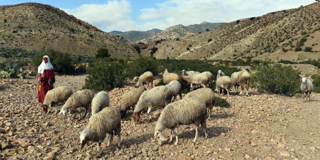 TO GO WITH AFP STORY BY INES BEL AIBA - Dhiba Soltani, 40, a Tunisian female herder watches her flock on Mount Mghilla on December 15, 2015 between Kasserine (some 360 kilometres south of Tunis) and the central town of Sidi Bouzid. Dhiba is a cousin of the 16-year-old shepherd, Mabrouk Soltani, who was slaughtered and beheaded by jihadists on November 13, 2015 in Tunisia's central governorate of Sidi Bouzid. AFP PHOTO / FETHI BELAID / AFP / FETHI BELAID (Photo credit should read FETHI