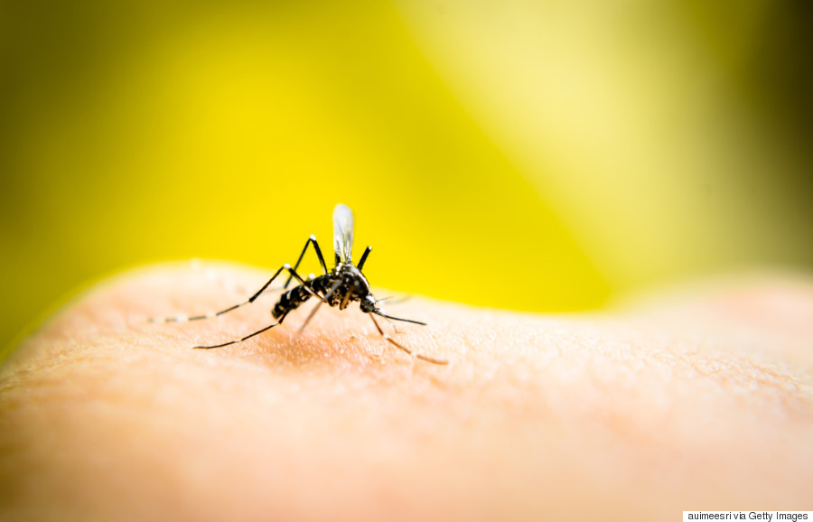 How To Prevent Mosquito Bites Outside And Indoors HuffPost Canada