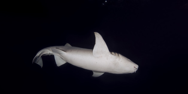 INDIAN OCEAN, MALDIVES - APRIL 22: Tawny Nurse sharks (Nebrius ferrugineus) swims in the night on April 22, 2017 in Indian Ocean, Maldives.
PHOTOGRAPH BY Andrey Nekrasov / Barcroft Media
London-T:+44 207 033 1031 E:hello@barcroftmedia.com -
New York-T:+1 212 796 2458 E:hello@barcroftusa.com -
New Delhi-T:+91 11 4053 2429 E:hello@barcroftindia.com www.barcroftimages.com (Photo credit should read Andrey Nekrasov /Barcroft Images / Barcroft Media via Getty Images)