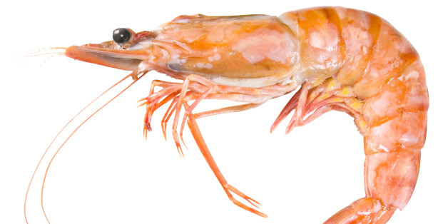 Shrimp