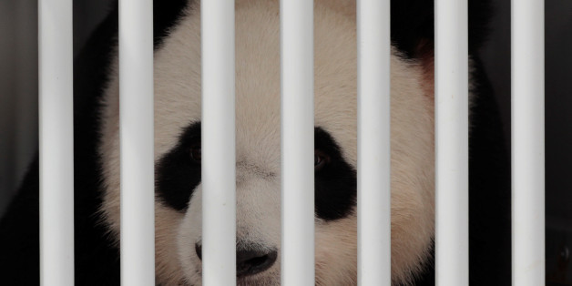 Jiao Qing, a panda bear, arrives at the Berlin airport in Berlin, Germany, June 24, 2017. REUTERS/Axel Schmidt