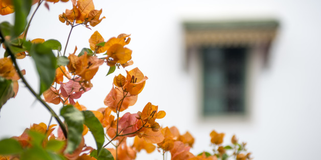 TUNIS, TUNISIA - OCTOBER 1: Flowers grow in the courtyard of Dar Ben-Gacem Hotel on October 1, 2016 in Tunis, Tunisia. Leila Ben-Gacem purchased the home in 2006 and after modernizing and redecorating, she welcomed her first guest in the hotel in September 2013. (Photo by Ann Hermes/The Christian Science Monitor via Getty Images)
