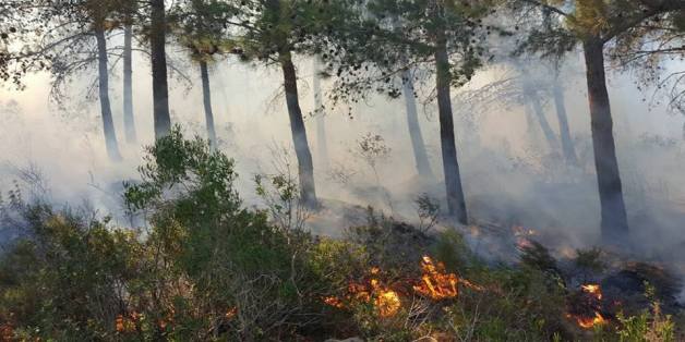 L'incendie de la forêt de Mediouna à Tanger circonscrit, près de 230 hectares ravagés