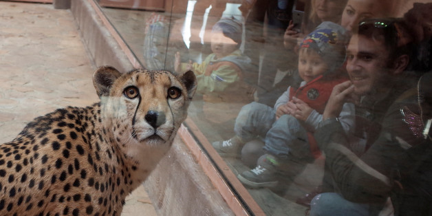 Visitors look at a cheetah, in a private zoo called "12 Months" in Demydiv, Ukraine, May 2, 2017. REUTERS/Gleb Garanich TPX IMAGES OF THE DAY