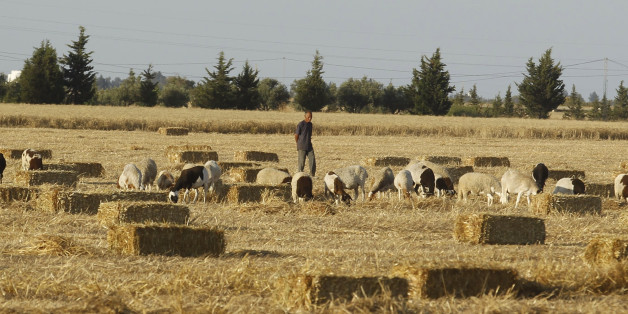 A shepherd walks with his sheep in a field of wheat, after reaping wheat in Tunis June 18, 2014. REUTERS/Zoubeir Souissi (TUNISIA - Tags: AGRICULTURE SOCIETY ANIMALS)