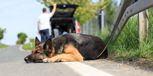 Familie setzt Hund an Raststätte aus – dann mischt sich ein Lastwagenfahrer ein