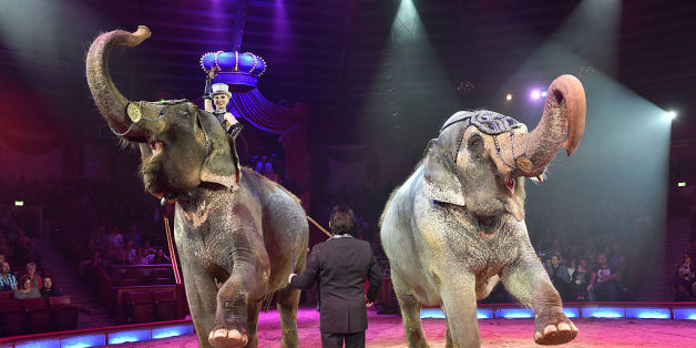 Die Grünen wollen die Tierrechte stärken – und Wildtiere aus dem Zirkus verbannen