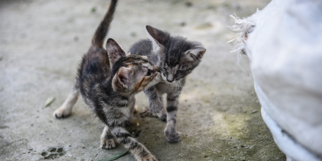 Stray cat puppies playing and discovering life in Artaki, on Euboea on July 14, 2017(Photo by Wassilios Aswestopoulos/NurPhoto via Getty Images)