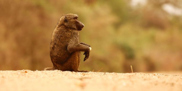 A picture shows a baboon in the Dinder national reserve, a protected region 480 kilometres from the capital Khartoum, in Sudan's southern Sennar state, on April 15, 2017. / AFP PHOTO / ASHRAF SHAZLY (Photo credit should read ASHRAF SHAZLY/AFP/Getty Images)
