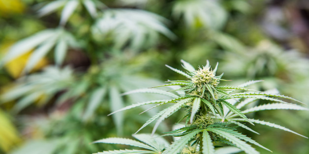 Close up of marijuana bud on green background