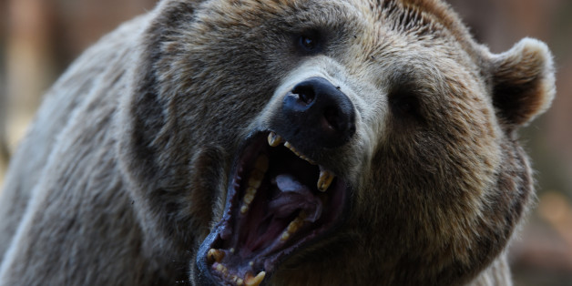 ZOO AQUARIUM, MADRID, SPAIN - 2017/07/20: A Brown bear pictured waiting for food at Madrid zoo. (Photo by Jorge Sanz/Pacific Press/LightRocket via Getty Images)