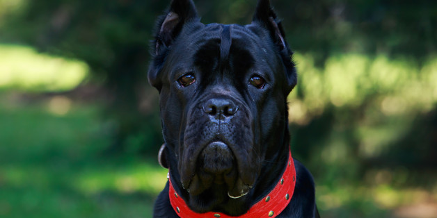 The dog breed italiano cane corso on a green grass
