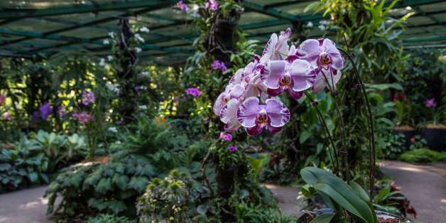SINGAPORE - 2016/03/02: National Orchid Garden - Singapore has been a center for orchid breeding since the 1930s. Some of the garden's hybrids have become important in the orchid world and internationally awarded, become important in the flower trade or have been named after historical figures. Some are useful as breeding stock for types of orchids. (Photo by John S Lander/LightRocket via Getty Images)