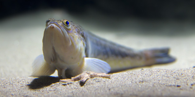 Das ist Deutschlands giftigster Fisch - er wurde schon in beliebten Urlaubsregionen gesichtet