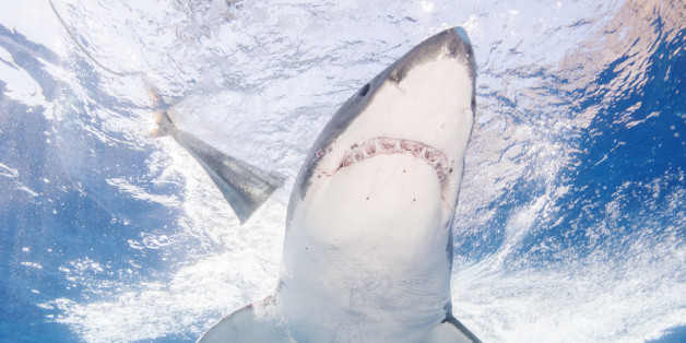 ENSENADA, MEXICO - SEPTEMBER 15: Great White Sharks seasonally gather off the coast of Guadalupe Island; divers dive inside cages off the boat Nautilus Explorer in order to safely swim with the sharks on September 15, 2016, 150 miles off the coast of Mexico. (Photo by Dave J Hogan/Dave J Hogan/Getty Images)