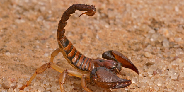 Aggressive scorpion (Opistophthalmus carinatus) in defensive position, Kalahari desert, South Africa