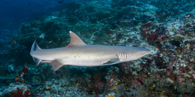 INDIAN OCEAN, MALDIVES - MARCH 19: Whitetip reef shark (Triaenodon obesus) swim over coral reef in the blue water, on March 19, 2017 in Indian Ocean, Maldives.
PHOTOGRAPH BY Andrey Nekrasov / Barcroft Images
London-T:+44 207 033 1031 E:hello@barcroftmedia.com -
New York-T:+1 212 796 2458 E:hello@barcroftusa.com -
New Delhi-T:+91 11 4053 2429 E:hello@barcroftindia.com www.barcroftimages.com (Photo credit should read Andrey Nekrasov / Barcroft Media / Barcroft Media via Getty Images)