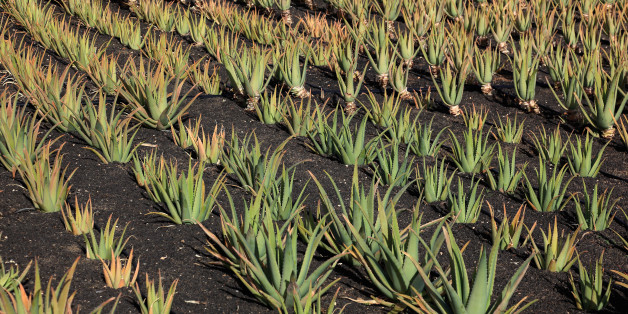 Aloe Vera Plantation at Orzola, near Haria, Lanzarote, Canary islands, canaries, spain. (Photo by: Bildagentur-online/UIG via Getty Images)