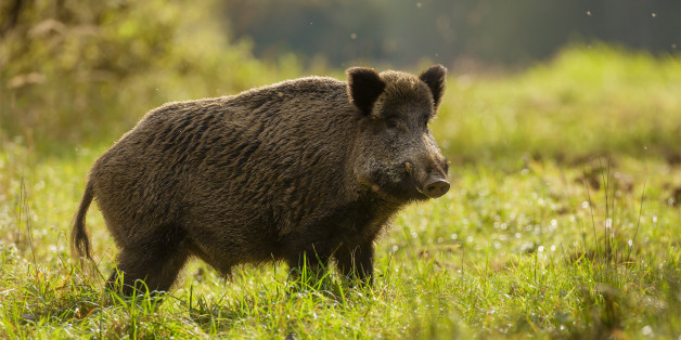 Wild boar foraging for apples during indian summer in Germany