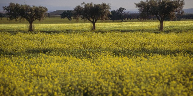 ALGERIA - MARCH 18: Rape field and trees, near Beni Saf, Algeria. (Photo by DeAgostini/Getty Images)