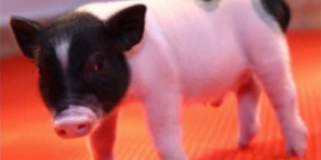 Des porcs OGM bientôt donneurs d'organes humains