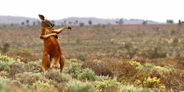 *** EXCLUSIVE ***
FOWLERS GAP, AUSTRALIA - AUGUST 16, 2013: A red kangaroo starts his day with some martial arts in Andrey Giljov's 'Kung Fu Training - Australian Style' taken on August 16, 2013 in Fowlers Gap, Australia.
The Comedy Wildlife Photography Awards are in full swing, so check out some of the fierce competitors jostling for the top prize this year. Photographers Paul Joynson-Hicks MBE and Tom Sullam founded the awards to spotlight wildlife conservation efforts and to inject some humour into the world of wildlife photography.
PHOTOGRAPH BY Andrey Giljov / CWPA / Barcroft Images
London-T:+44 207 033 1031 E:hello@barcroftmedia.com -
New York-T:+1 212 796 2458 E:hello@barcroftusa.com -
New Delhi-T:+91 11 4053 2429 E:hello@barcroftindia.com www.barcroftmedia.com (Photo credit should read Andrey Giljov / CWPA / Barcroft / Barcroft Media via Getty Images)