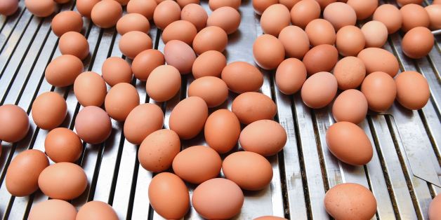 A picture taken in a the poultry farm in Hesbaye region near Namur on August 12, 2017 shows eggs being packed.A scandal involving eggs contaminated with insecticide spread to 15 EU countries, Switzerland and as far away as Hong Kong as the European Commission called for a special meeting on the growing crisis. / AFP PHOTO / JOHN THYS (Photo credit should read JOHN THYS/AFP/Getty Images)