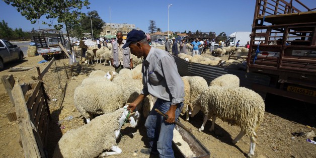 An Algerian vendor wait for customers at a livestock market in preparation for the upcoming Muslim Eid al-Adha holiday or Feast of the Sacrifice, in Algiers, Algeria on Sept. 8, 2016. Eid al-Adha, or Feast of Sacrifice, commemorates what Muslims believe was Prophet Ibrahim's willingness (Abraham to Christians and Jews) to sacrifice his son. It is a festive holiday where it is traditional for men, women and children to dress in new clothing and spend time with their families outdoors. (Photo by B