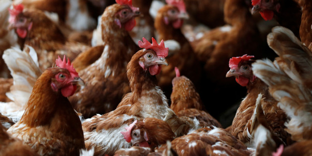 Hens are pictured at a poultry farm in Wortel near Antwerp, Belgium August 8, 2017. REUTERS/Francois Lenoir