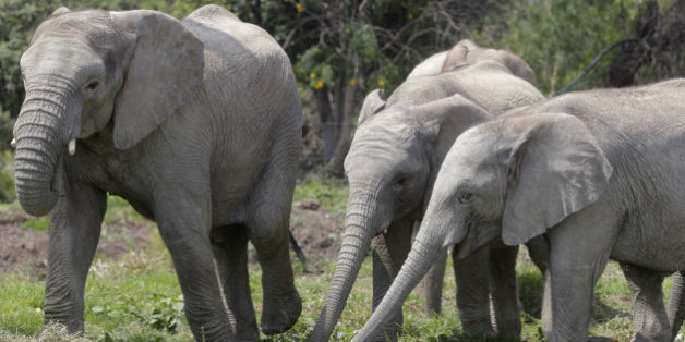 Un chasseur d'éléphants tué par un éléphant