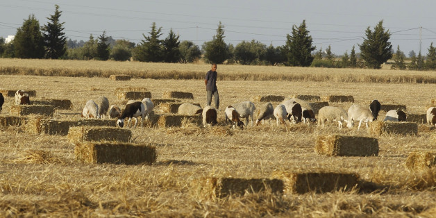A shepherd walks with his sheep in a field of wheat, after reaping wheat in Tunis June 18, 2014. REUTERS/Zoubeir Souissi (TUNISIA - Tags: AGRICULTURE SOCIETY ANIMALS)