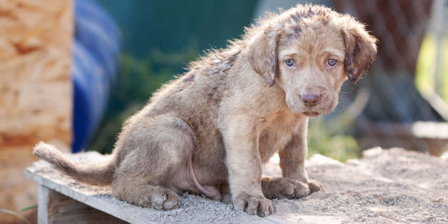 Chesapeake Bay Retriever puppy about 5 weeks old.