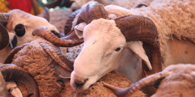 Mouton: Pas de baisse de prix à Casablanca